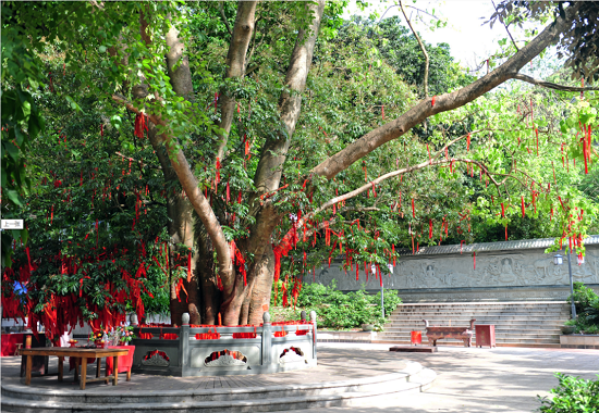 南宁有棵“天下奇树” 藏在中林良凤江公园里