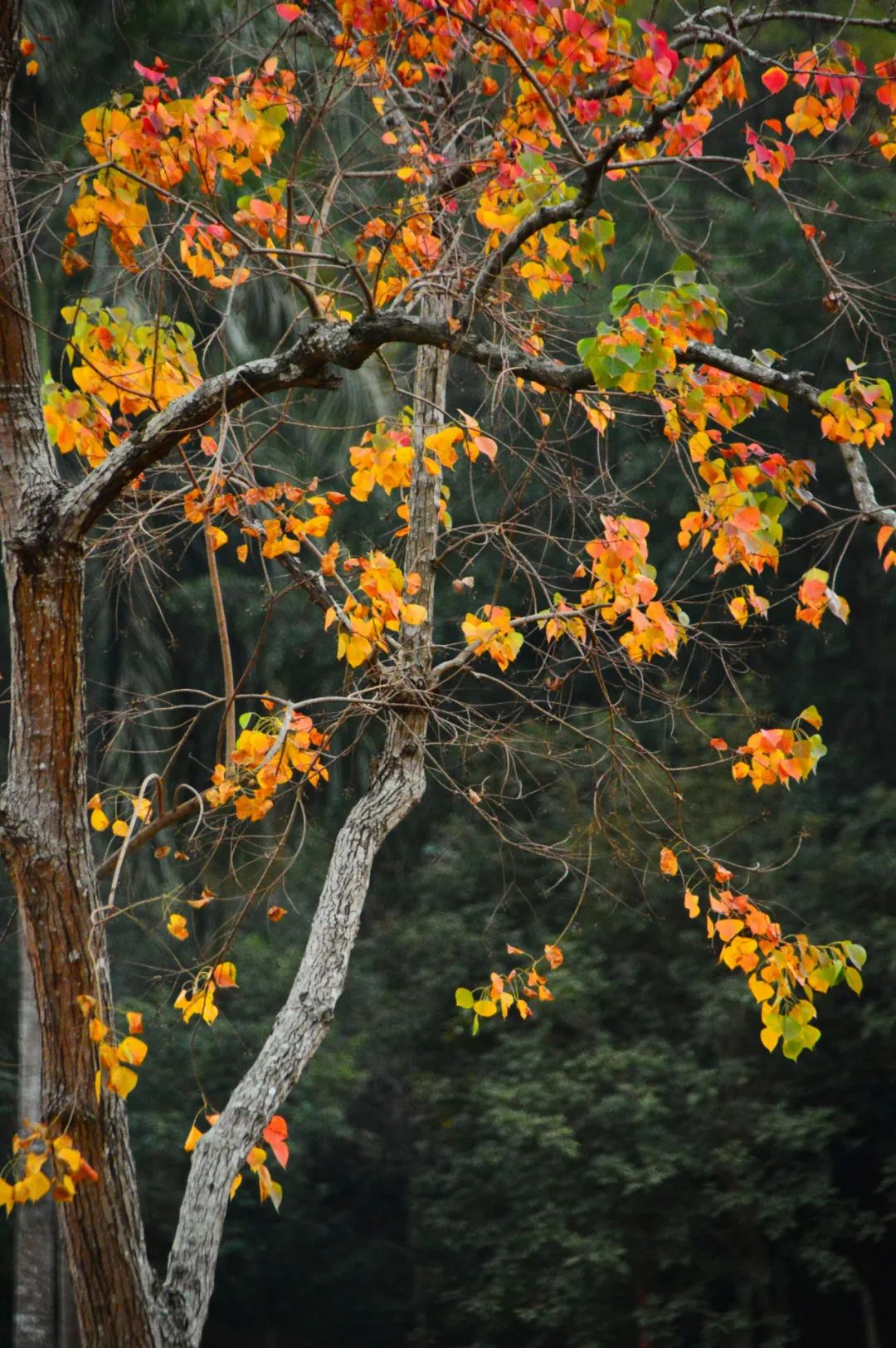 品牌建设丨良凤江植物志——有着“红色叶子”的树