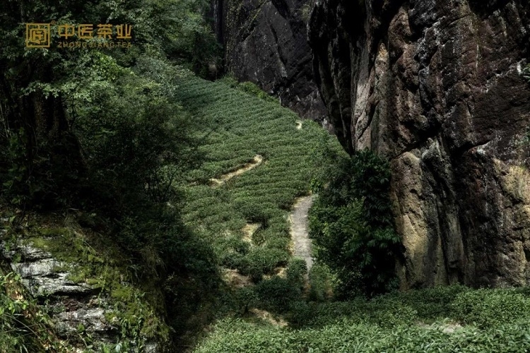 中林集团（武夷山）茶旅发展有限公司 中匠茶业 央企品牌 匠心好茶