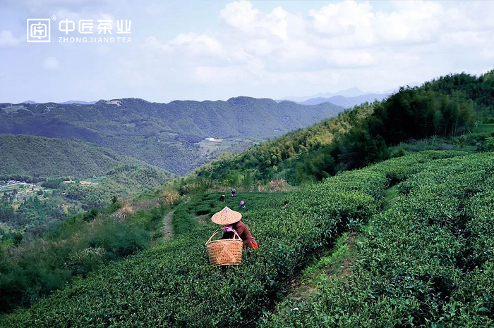 中林集团（武夷山）茶旅发展有限公司篇(第三辑)