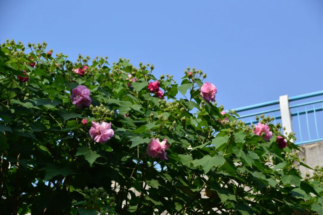 品牌建设 | 良凤江生物志——芙蓉花