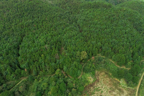 国家开发银行调研中林集团福建国储林项目