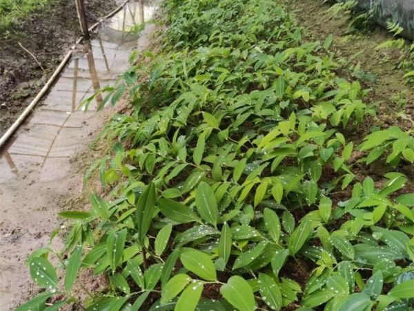 “央企+合作社” 中林三明國(guó)儲(chǔ)林 開(kāi)出致富“中藥方”
