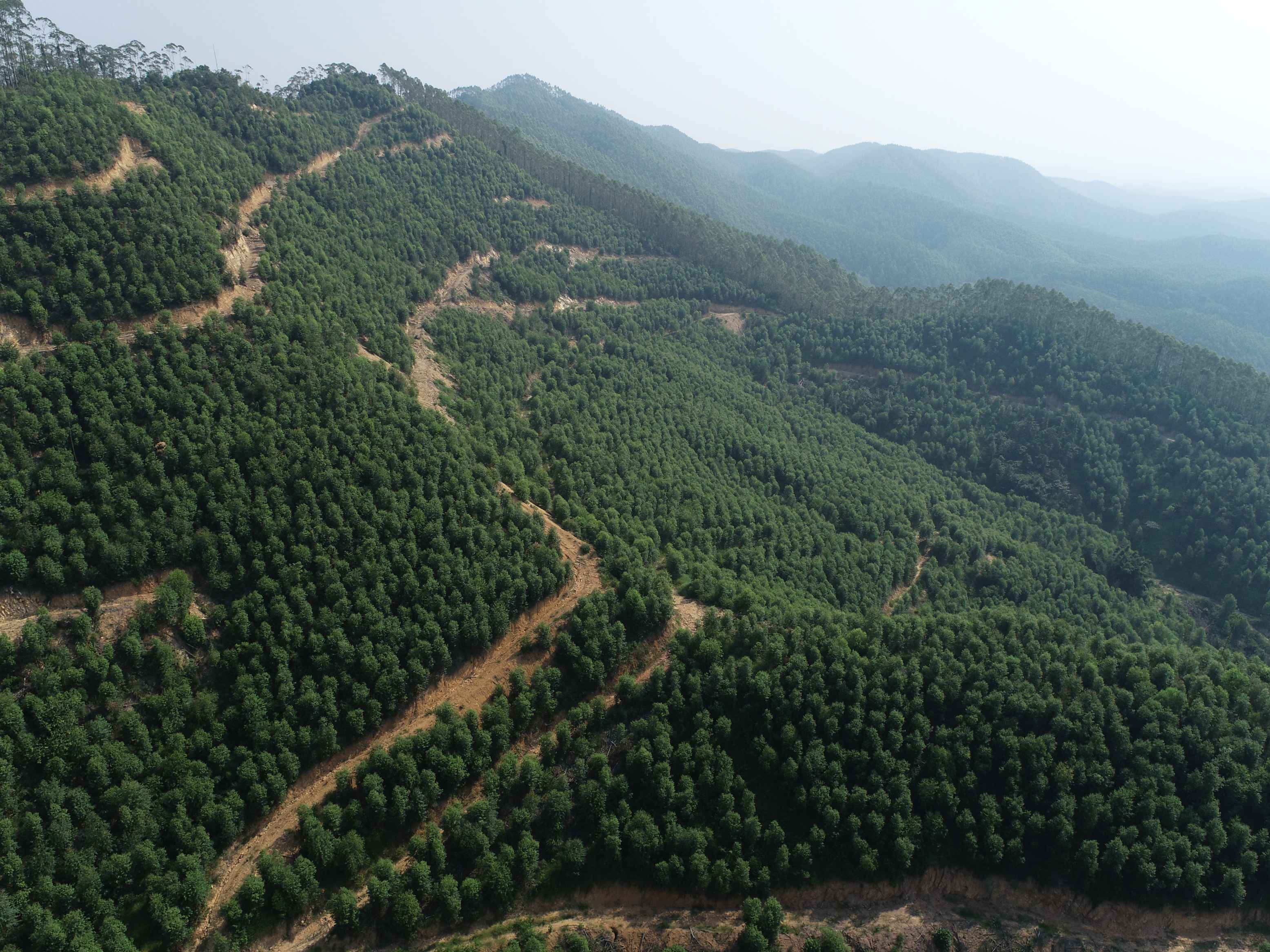 市林业局开展保护森林资源主题宣传活动